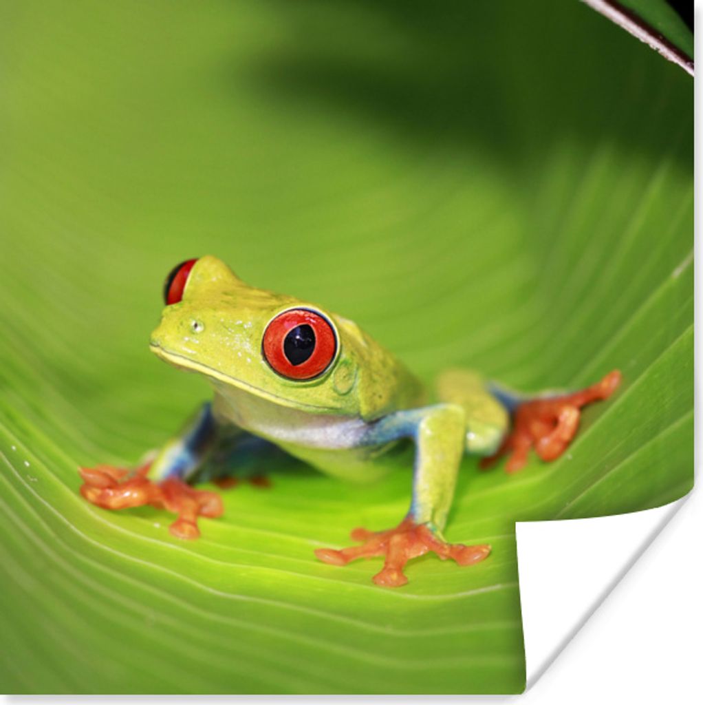 MuchoWow Poster Rotaugen-Ara-Frosch auf einem Blatt in Costa Rica 30x30 cm - Wandposter - Printing
