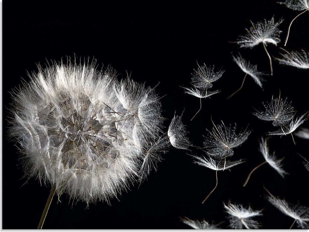 ARTland Glasbild Pusteblume Größe: 60x45 cm Produktbild 
