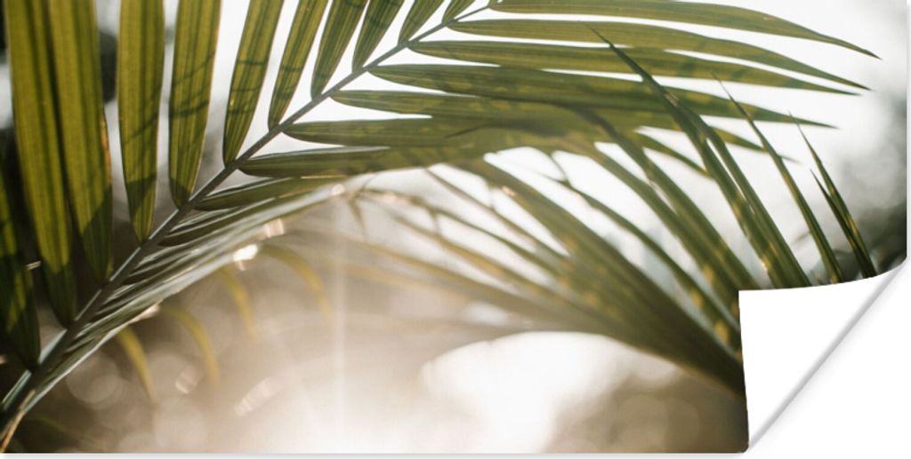 MuchoWow Poster Palme - Palmenblatt - Sonne - Sommer 150x75 cm - ohne Rahmen