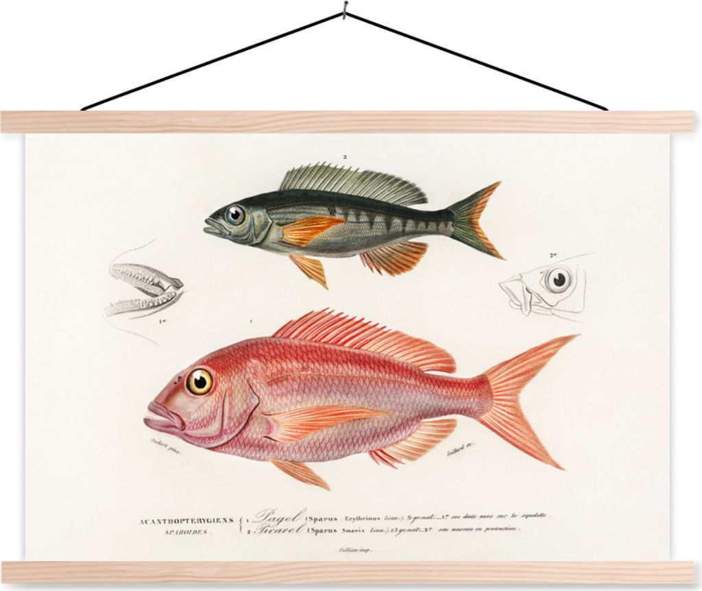 MuchoWow Textilposter Fisch - Vintage - Farbe 150x100 cm mit holzfarbenen Rahmen - Posters