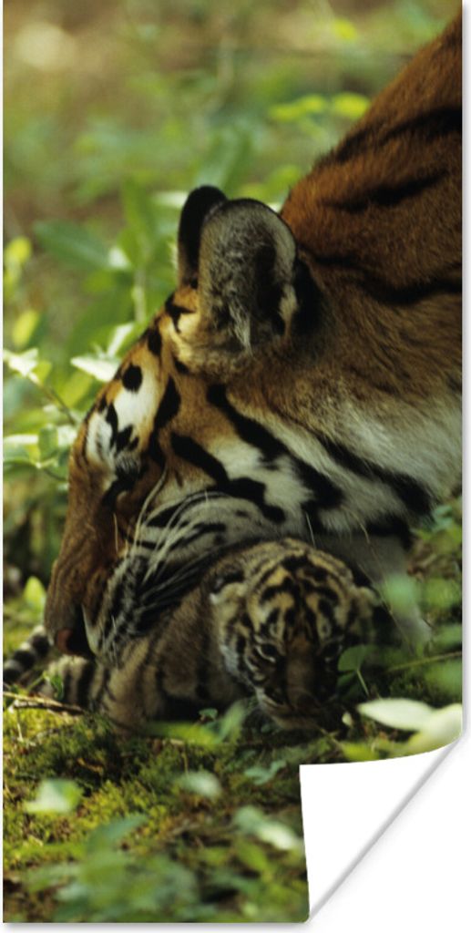 MuchoWow Poster Tiger - Pflanzen - Jungtier 60x120 cm - Wandschmuck