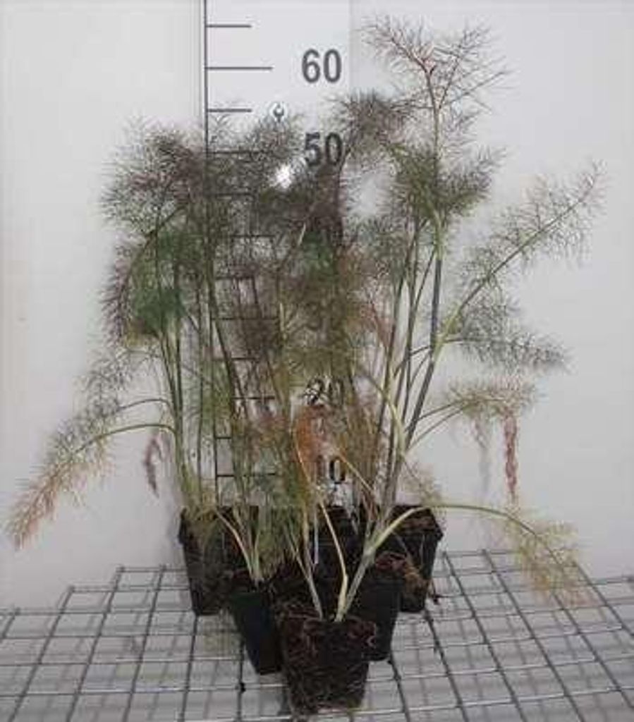 6 x Foeniculum vulg. 'Giant Bronze' - Fenchel - Topf 9 x 9 Obrázek produktu 