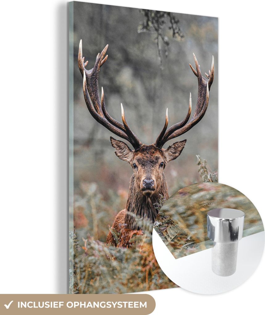 MuchoWow Glasbilder - Bilder auf Wandbild - Foto auf Glas Hirsche - Natur - Herbst - Waldtiere 60x90 cm Wanddekoration aus Glas - Acrylglasbild - A...