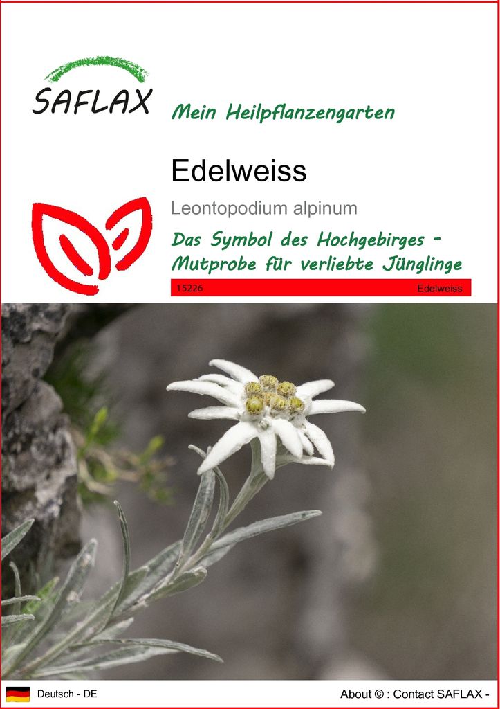 SAFLAX - Edelweiss - Leontopodium alpinum - 500 Samen Produktbild 