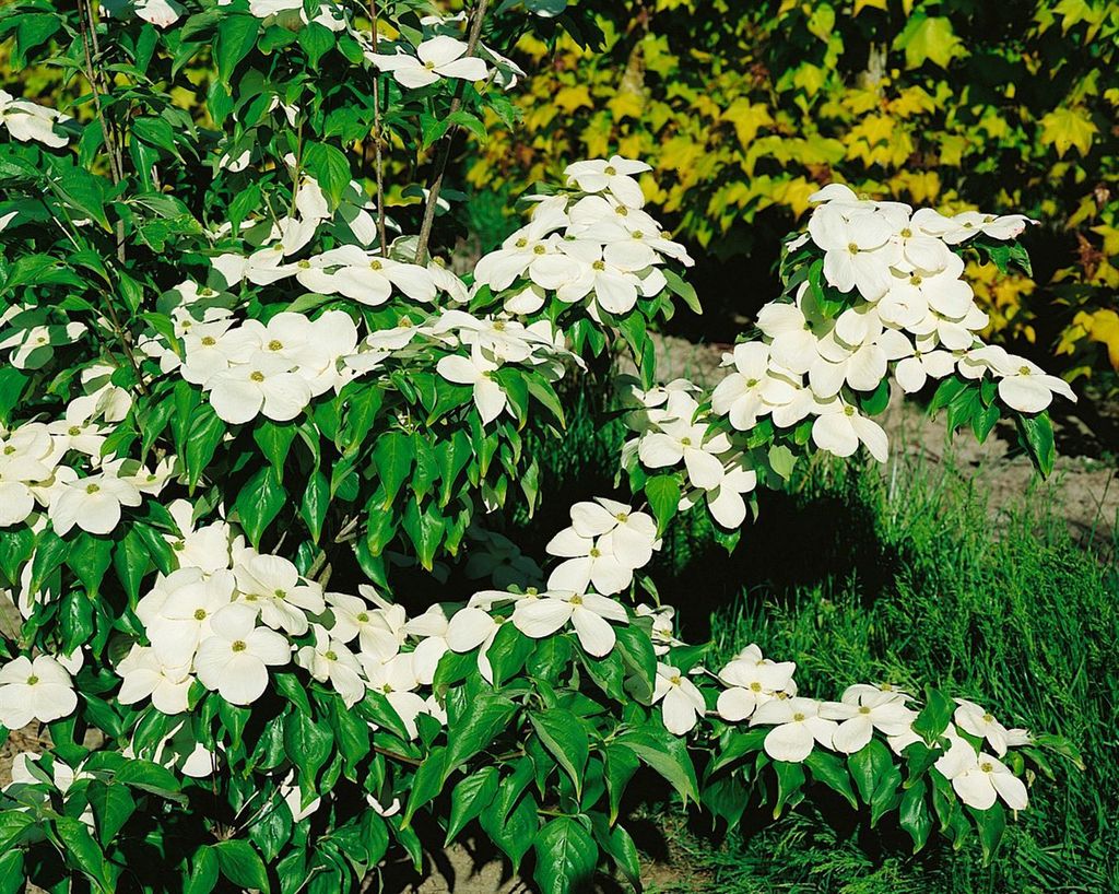 Cornus florida 'Cherokee Brave', Blumen-Hartriegel, rosa, 40–60 cm