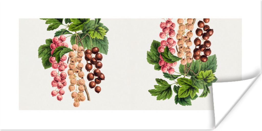 MuchoWow Poster Beeren - Lebensmittel - Obst 120x60 cm - Bild