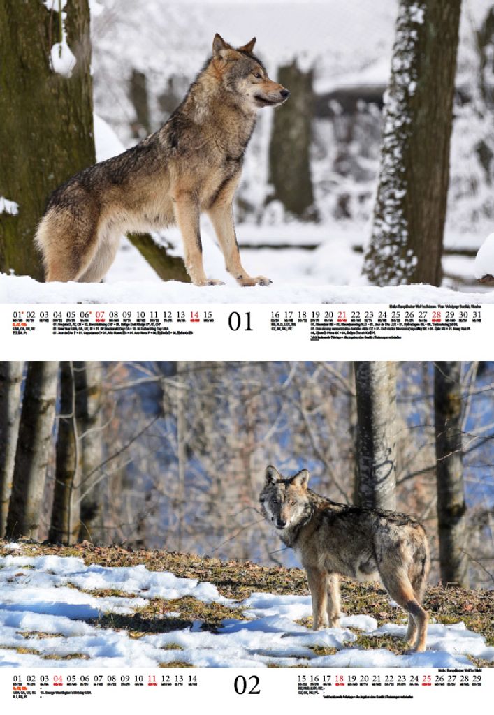 Wolfszauber DIN A4 Kalender für 2024 Wolf und Kaufland.de
