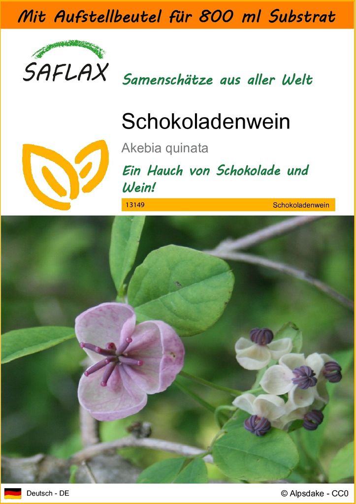 SAFLAX - Garden in the Bag - Schokoladenwein - 10 Samen - Mit Anzuchtsubstrat im praktischen, selbst aufstellenden Beutel - Akebia quinata