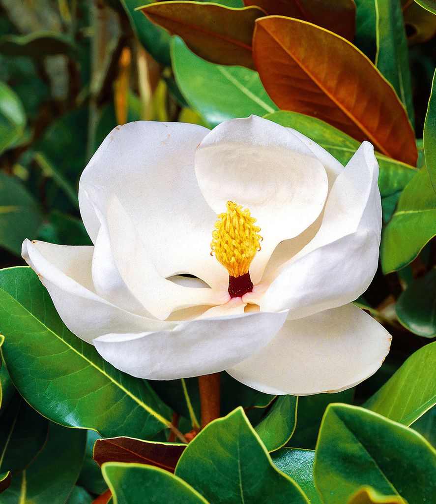 BALDUR Garten 1x Magnolie 'Grandiflora', Pflanze im 12 cm-Topf, imposante bis 25 cm große Blüten, herrlich duftend, winterhart, immergrün, mehrj...