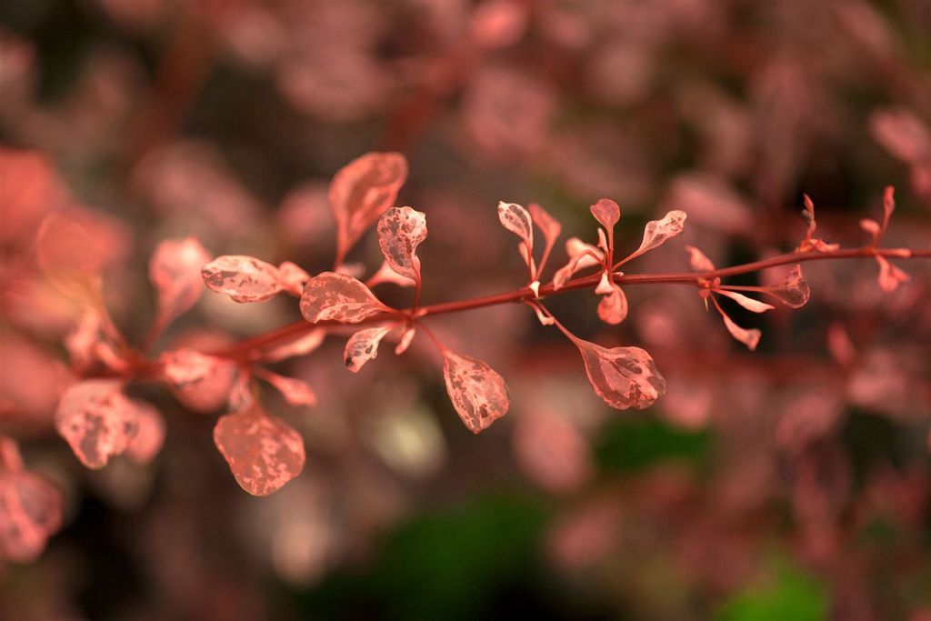 Berberis thunbergii 'Rose Glow', Rote Heckenberberitze, 30–40 cm