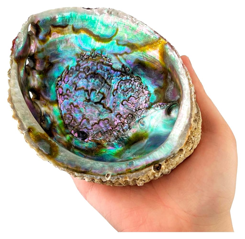 Abalone-Schale 12 bis 13 cm für Palo Santo und weißen Produktbild 