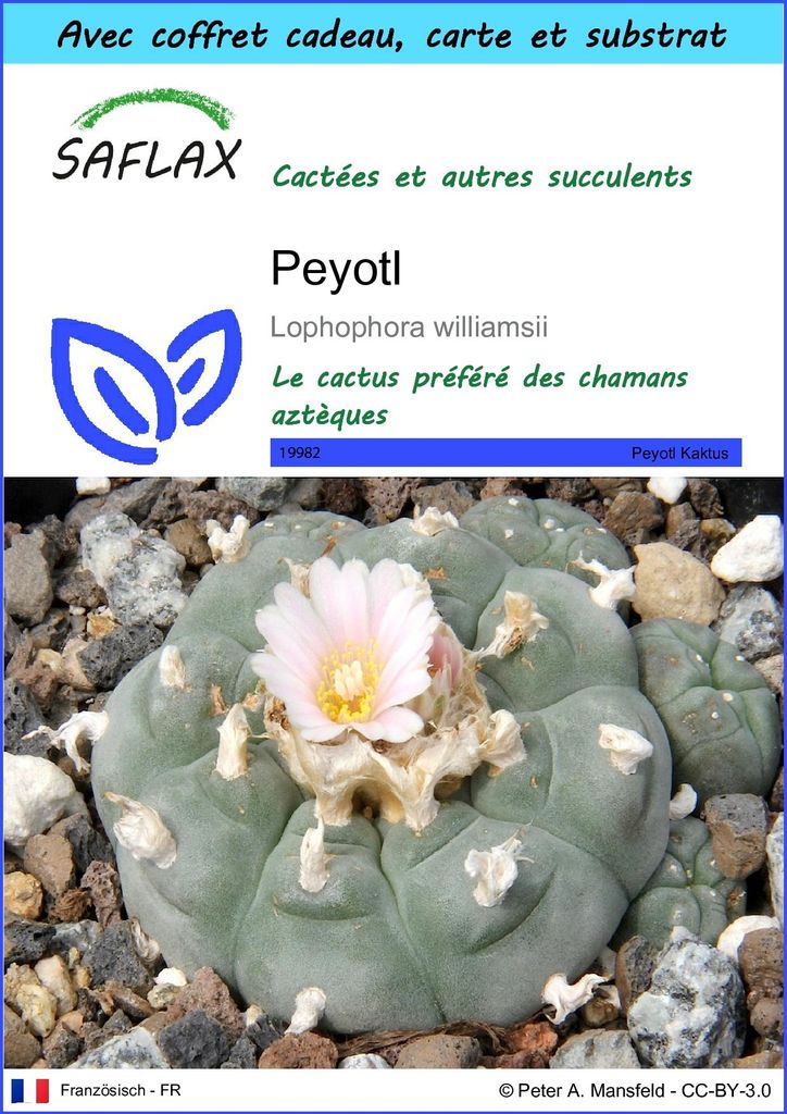 SAFLAX Ensemble-cadeau - Peyotl - 20 graines - Lophophora Image du produit 