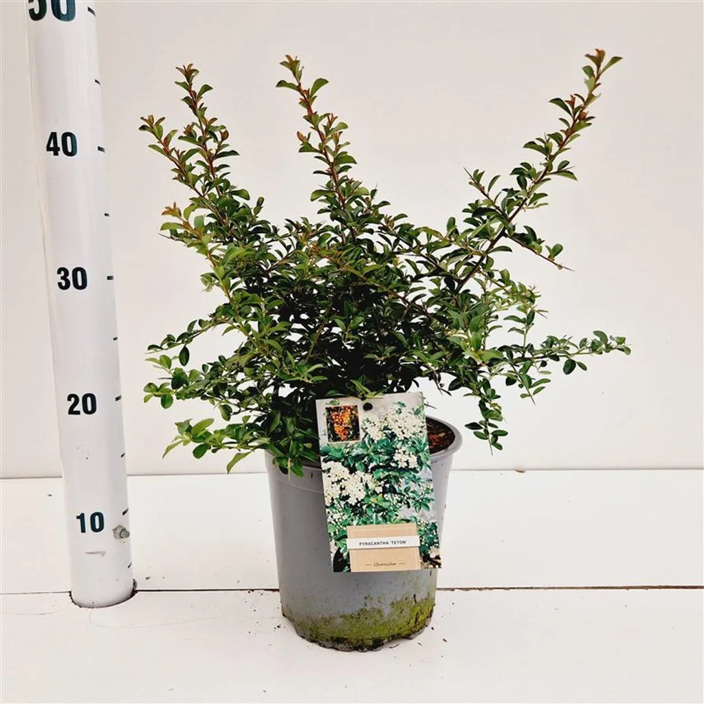 Pyracantha Teton - Arbuste de haie persistant et décoratif en pot 40cm