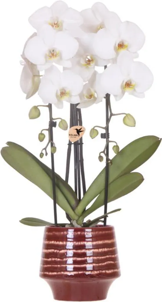Orchidée Blanche Niagara Falls Ø12cm : Fleurir Facilement votre Maison