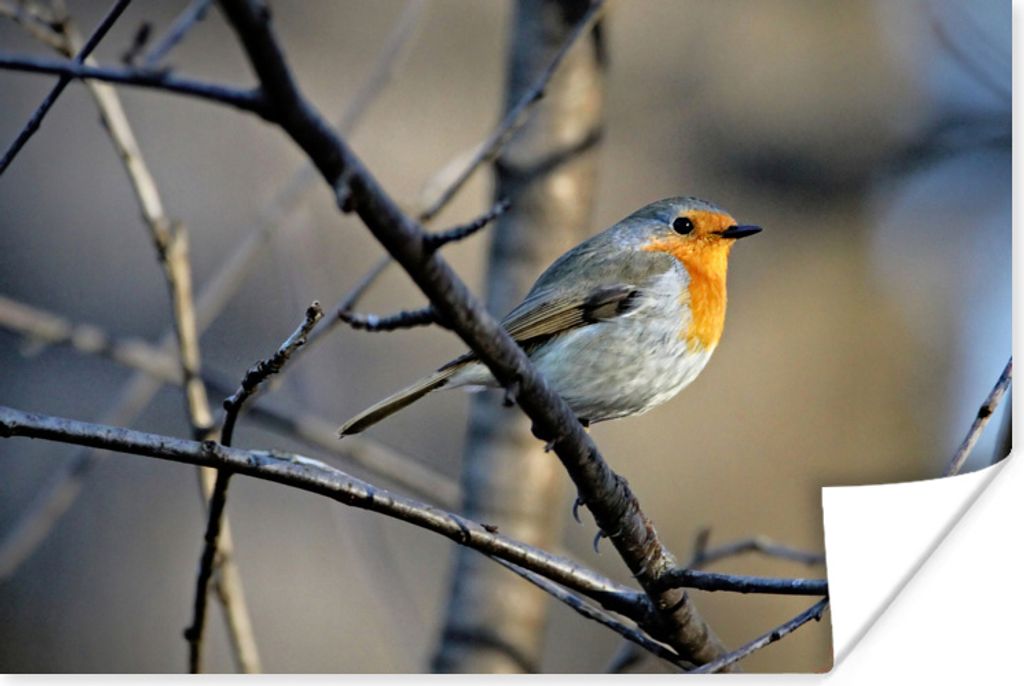 MuchoWow Poster Rotkehlchen - Vogel - Zweige 120x80 cm - Bilder