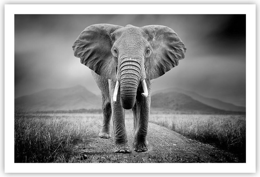 Poster - Poster ohne Rahmen - Elefant Wildnis Natur - 91,5x61 cm - Wand Bild - Wanddeko - Wandbilder - Kunstposter - Wandposter - Bilder - Kunstdru...