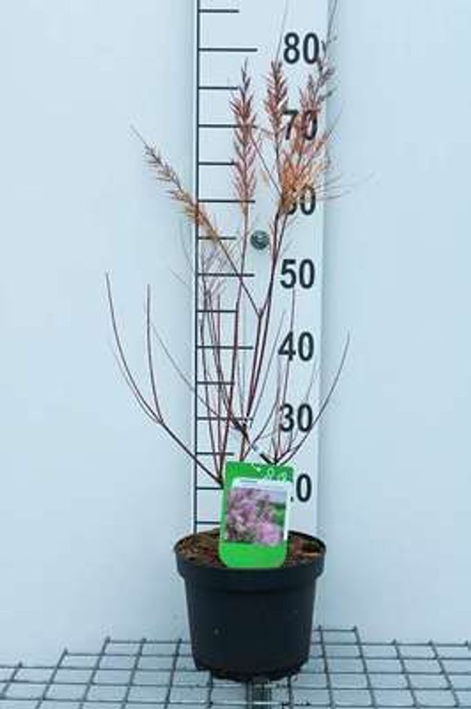 Tamarix ram. 'Pink Cascade' - Tamarikse 60- 80 cm - Container