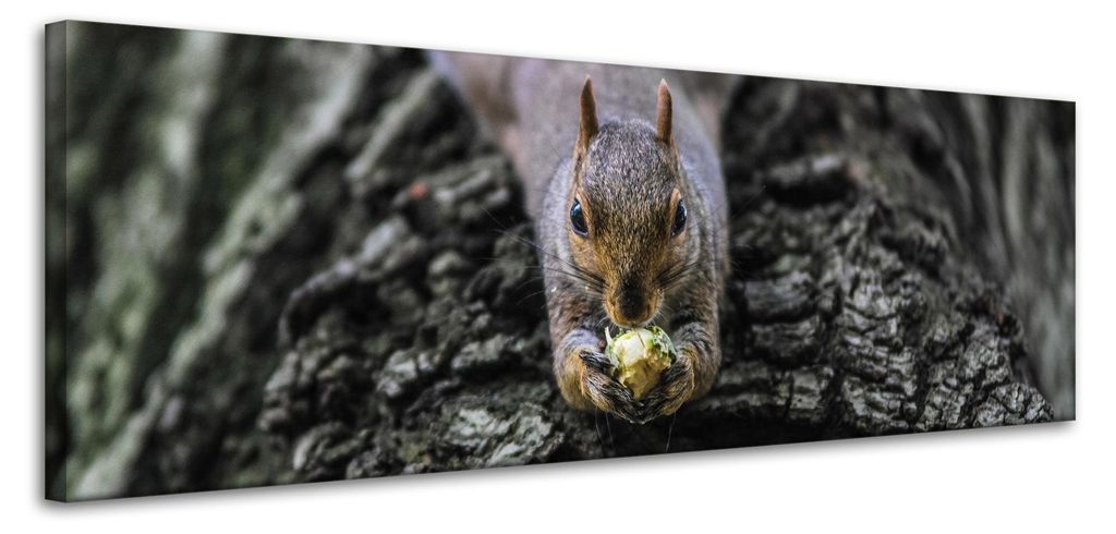 Leinwanddruck Tiere Eichhörnchen 120x40 cm