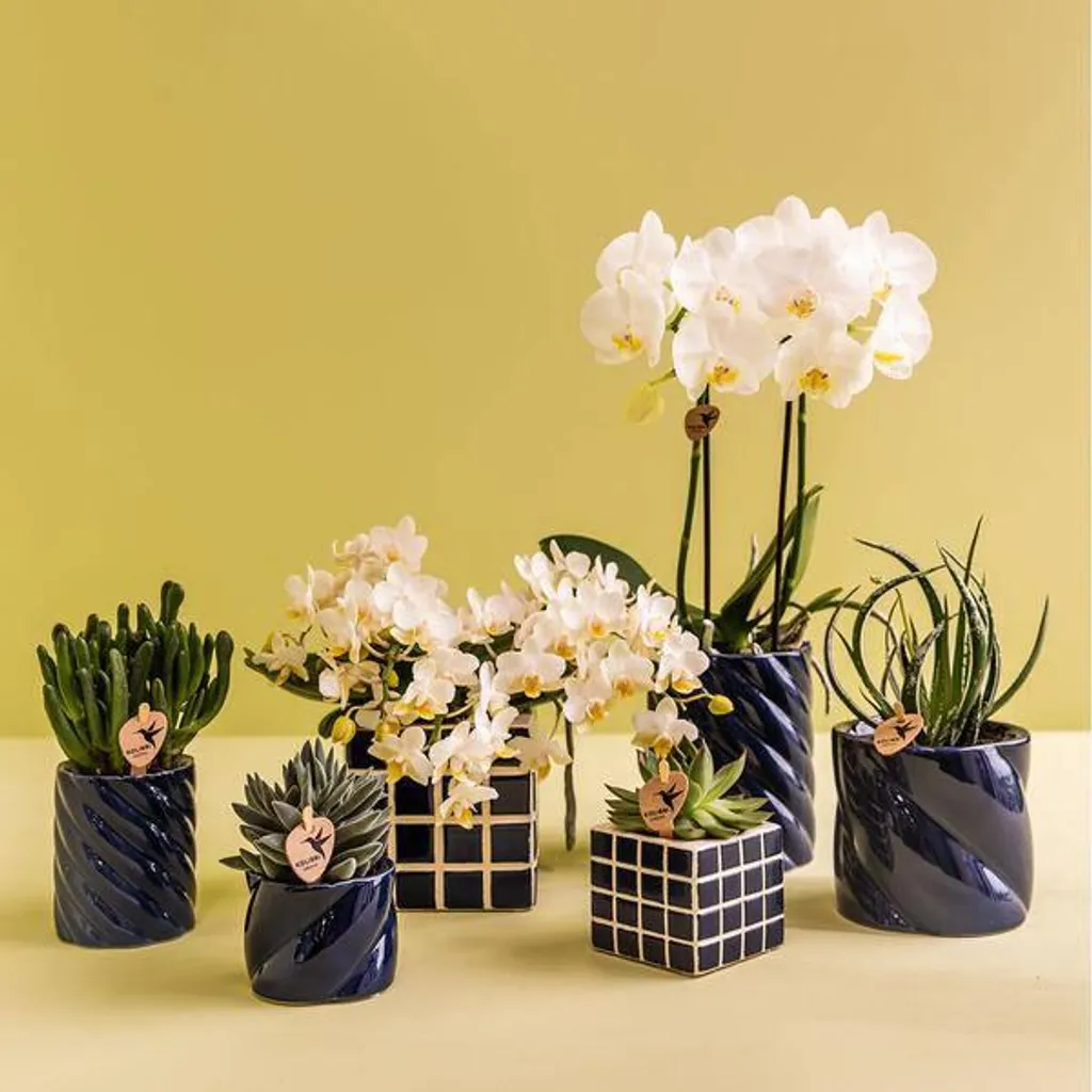 Orchidée Blanche Phalaenopsis Ø 9 cm avec Cache-pot Design Chic - 4