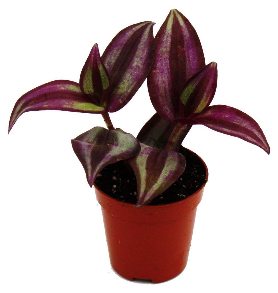 Mini rostlina Tradescantia Purple (tříkvětá tradescantia) – Obrázek produktu 
