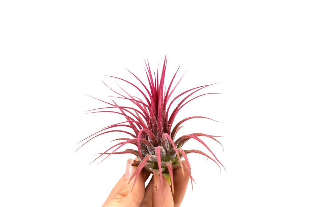 Fazinierende Pinnidae Muschel mit einer Tillandsie 1 er Set Produktbild 