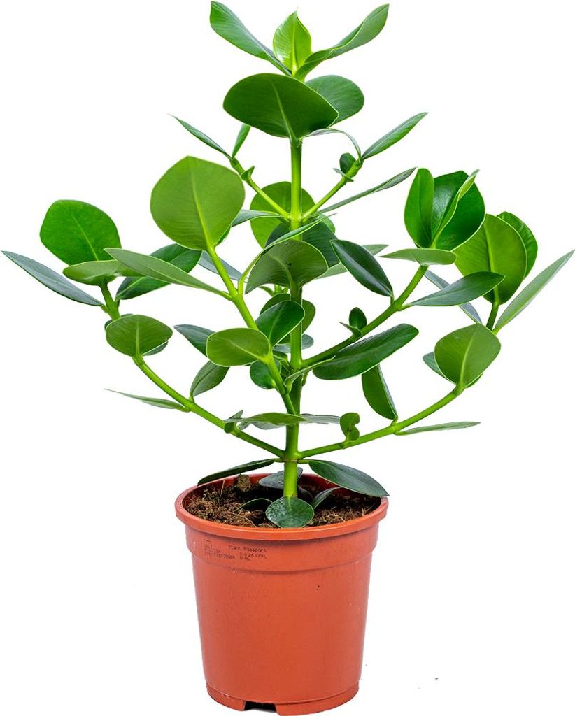 Bloomique - Clusia - Balsamapfel - Zimmerpflanzen - Luftreinigend - Pflegeleicht - Luftreinigend - Höhe 50-60 cm - Topf 17 cm