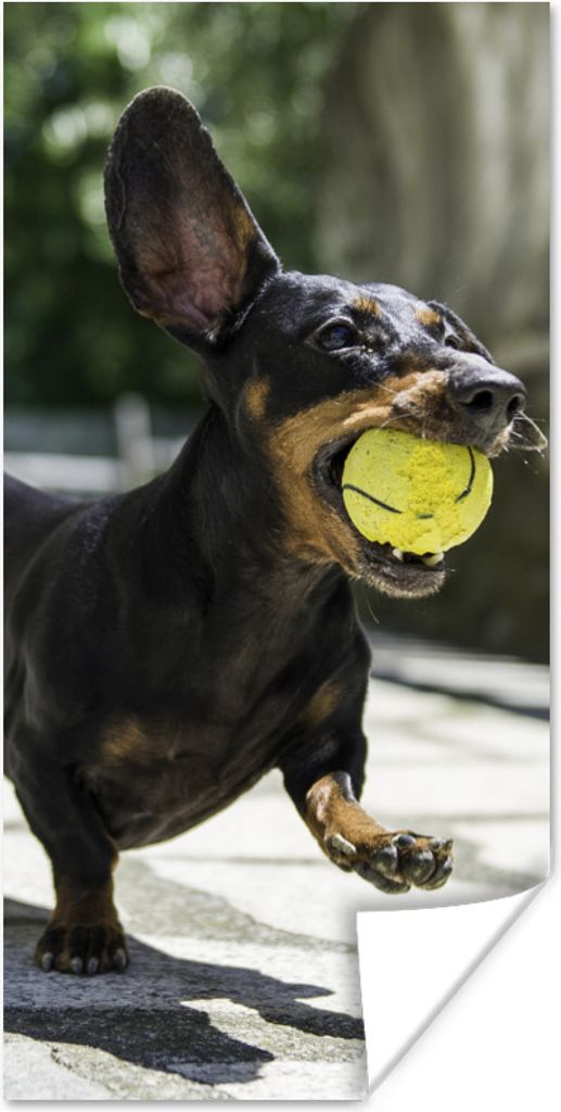 MuchoWow Poster Ein schwarzer Dachshund mit einem Tennisball 20x40 cm - Plakat - Foto