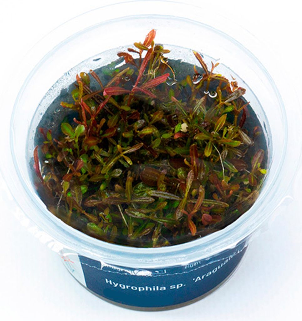 Hygrophila sp. 'Araguaia' In-Vitro Cup algen- und schneckenfrei