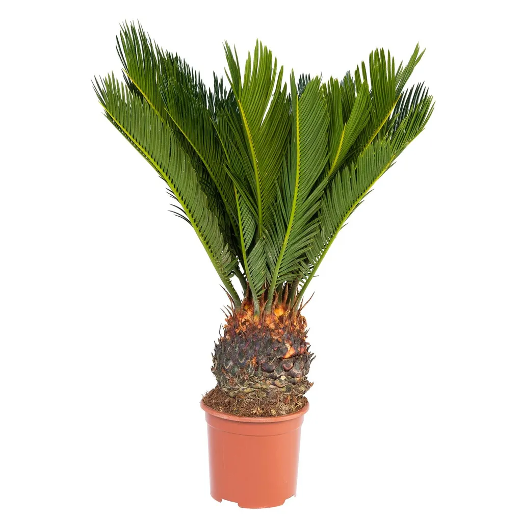 Cycas revoluta robuste en pot 14 cm - Fougère palmier facile d'entretien