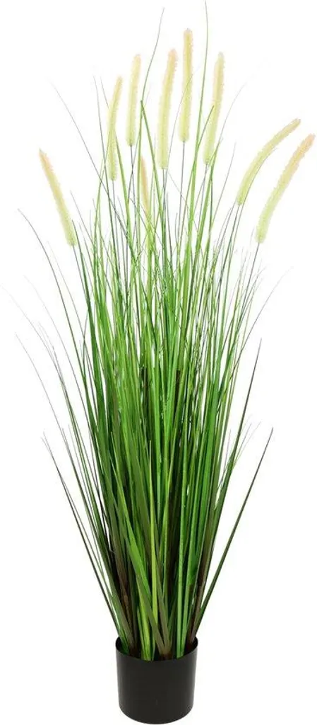Plante ornementale gazon à touffes Panicoideae - Graminée décorative pot