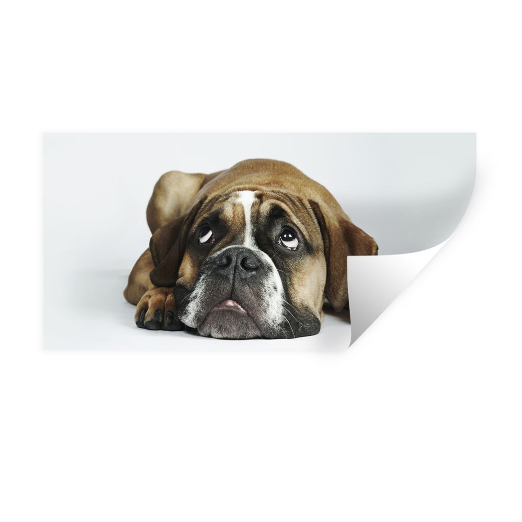 MuchoWow Wandtattoo Wandsticker Wandaufkleber Hund - Haustiere - Weiß 160x80 cm Selbstklebend und Repositionierbar - Sticker - Dekorfolie