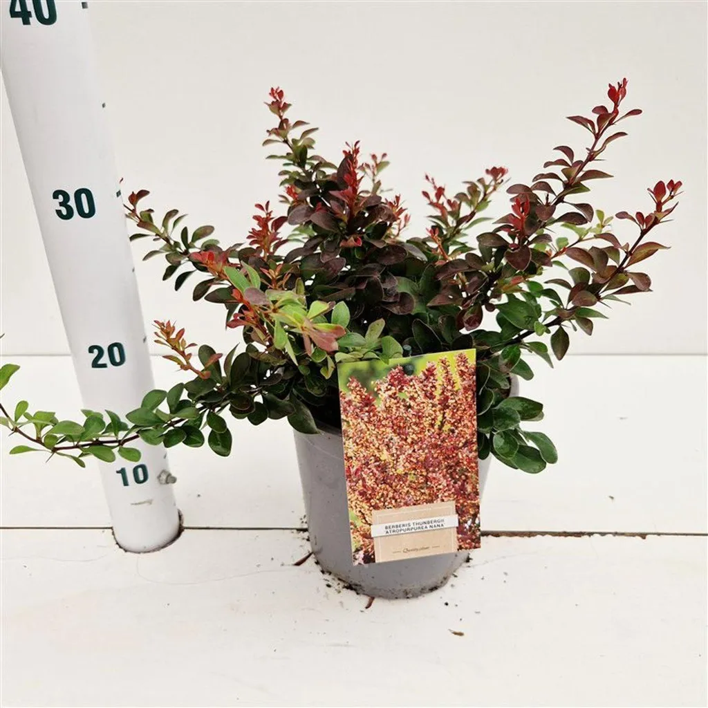 Arbuste pourpre Épine-vinette de Thunberg Nana en pot de 25-30 cm