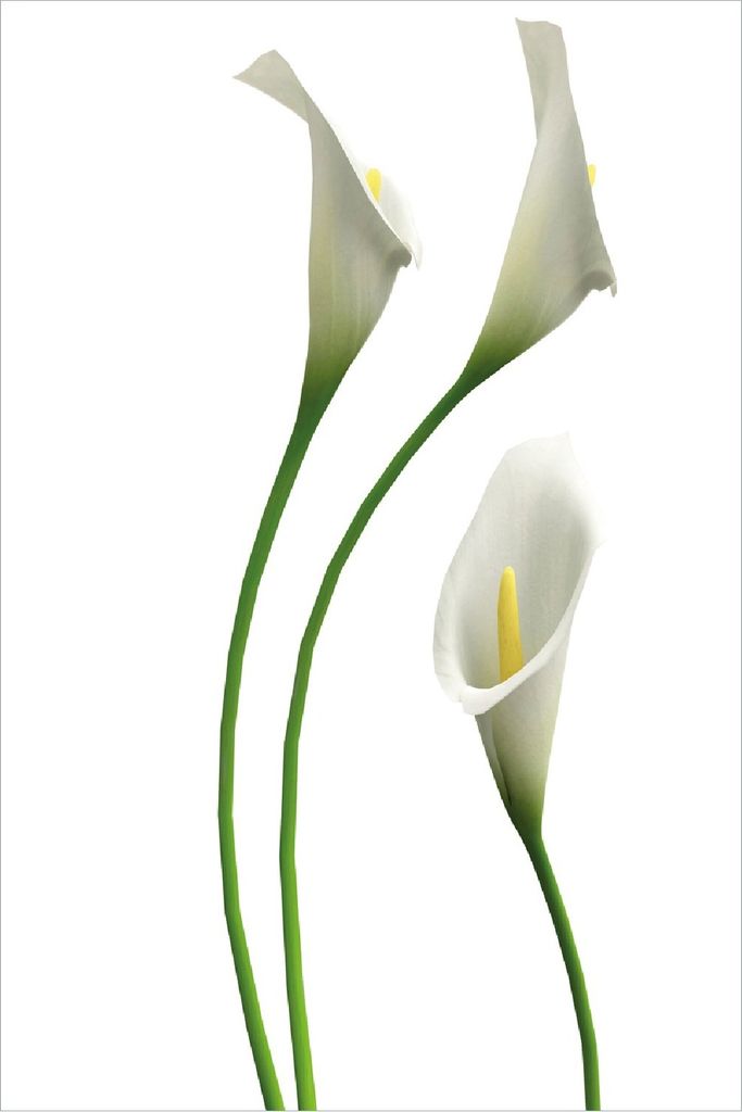 Wallario Poster - Callas weiß gelb, Kunstdruck Größe: 61 x 91,50 cm