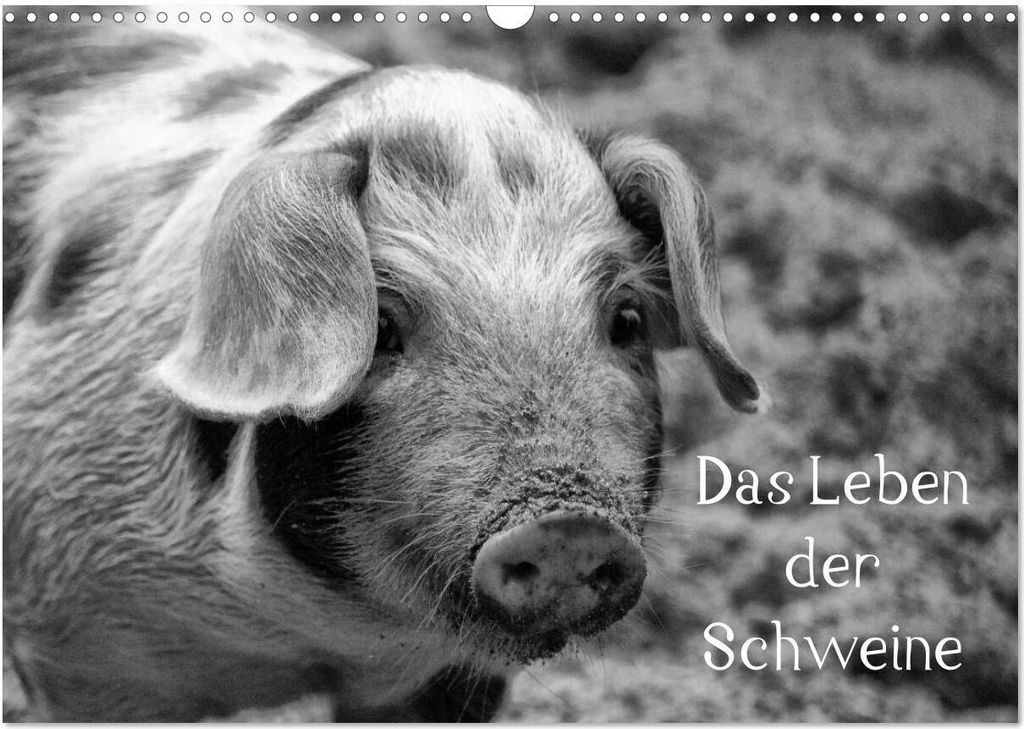 Das Leben der Schweine (Wandkalender 2026 DIN A3 quer), CALVENDO Monatskalender