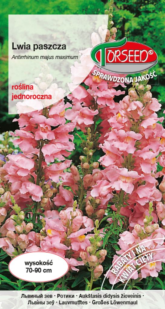 Rosa Löwenmäulchen-Samen 1g - Torseed Produktbild 