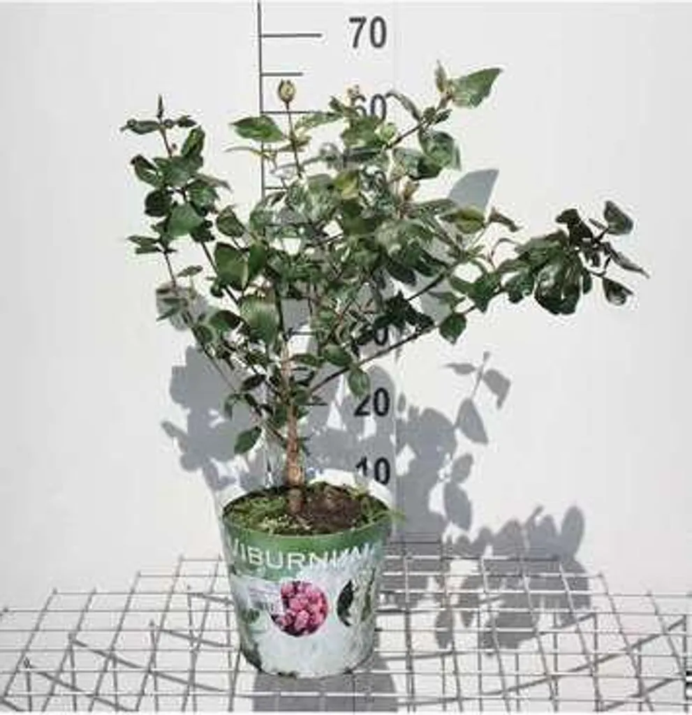 Arbuste d'ornement Viburnum Anne Russell - Viorne de Burkwood en pot