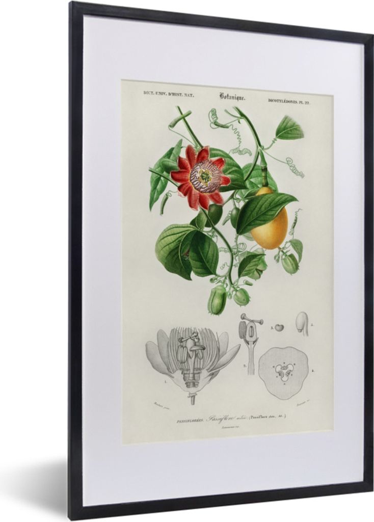 MuchoWow MuchoWow Gerahmtes Poster Pflanze - Vintage - Passionsblume 40x60 cm - Poster mit zchwarzem Bilderrahmen - Poster in Rahmen