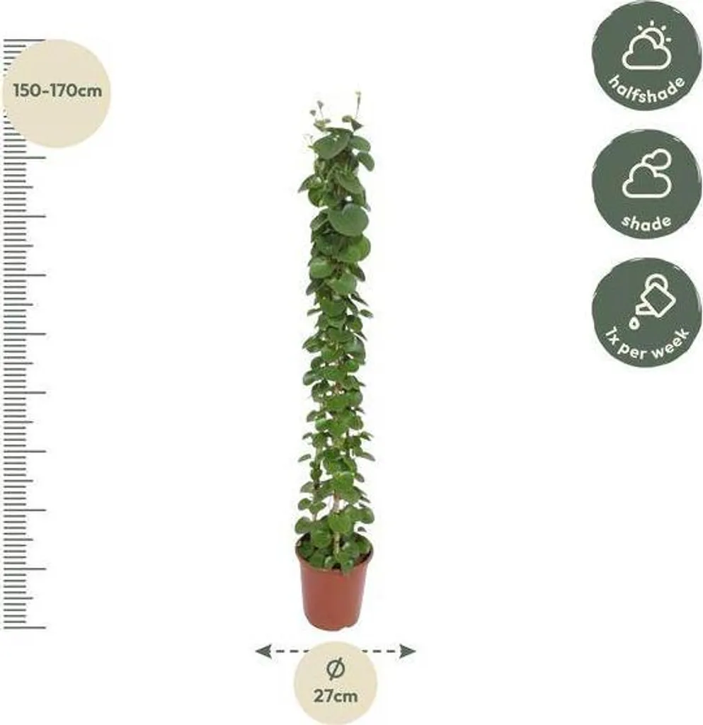 Cissus rotundifolia grimpant 160 cm - Feuillage brillant et port droit