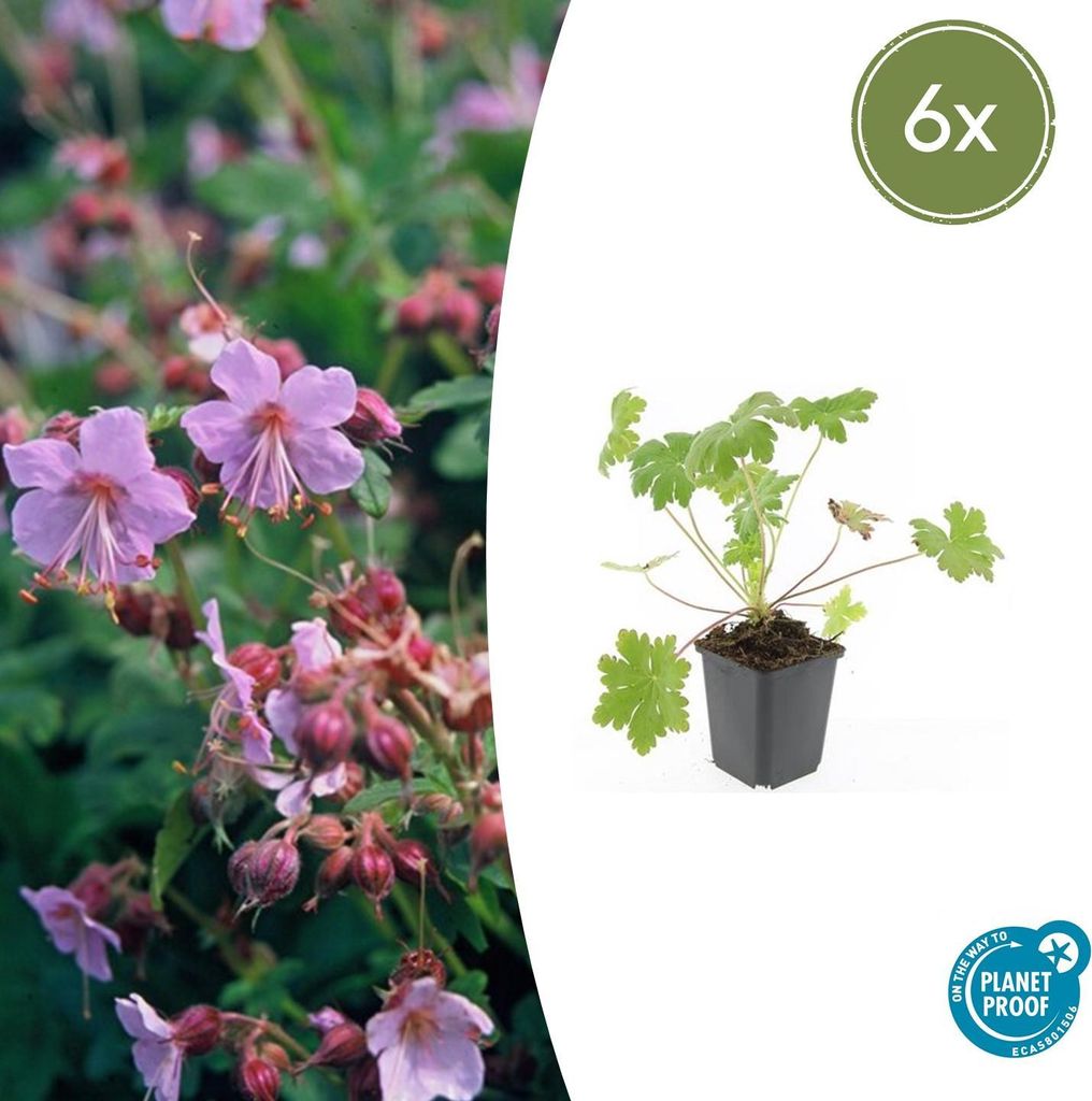 Bodendecker - Balkan-Storchschnabel - Geranium macrorrhizum 'Ingwersen's Variety' - 9cm Topf - Set mit 6 Pflanzen