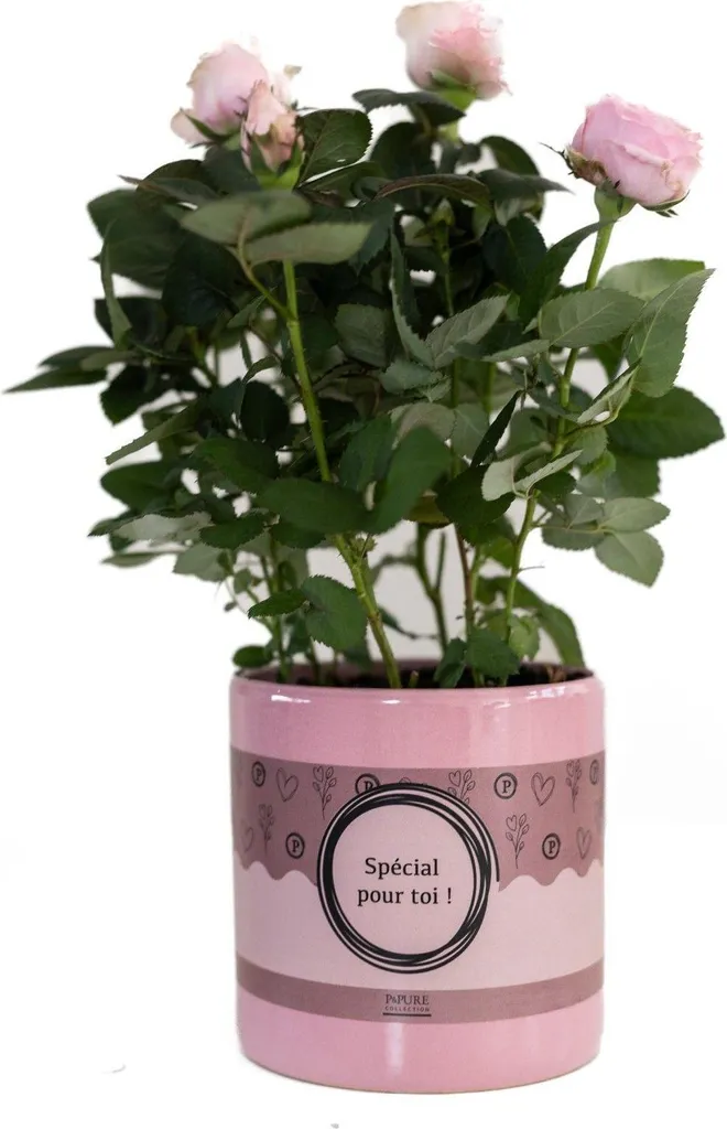 Rose Rose Clair 30cm Symbole d'Amour - Fleur noble en pot de 12cm