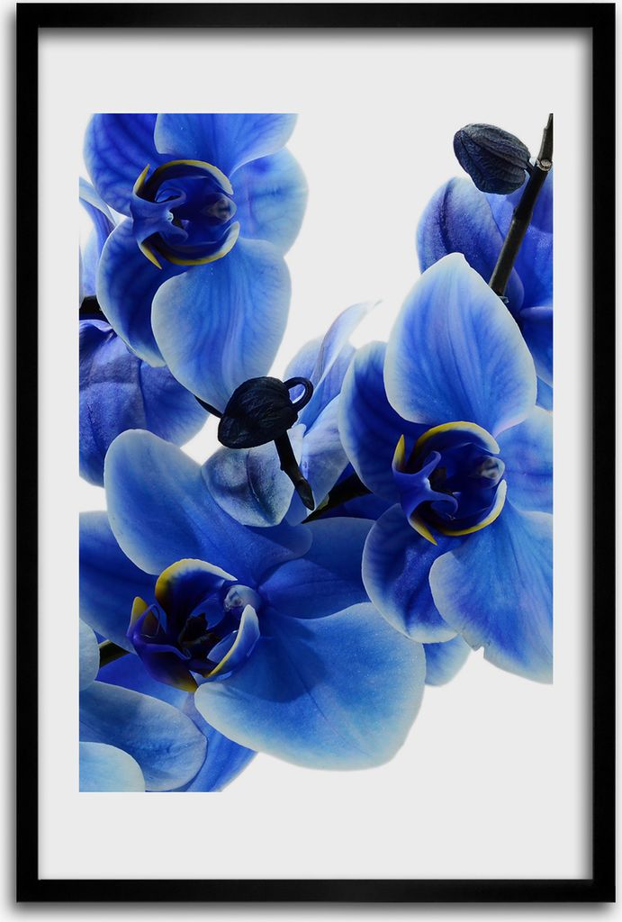 Bild - Bilderrahmen - 40 cm x 60 cm - MDF - Rahmen - Wandkunst - Blaue Orchidee