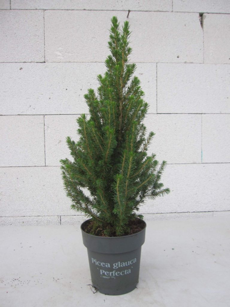 Zwerg-Zuckerhutfichte - Picea glauca conica Perfecta - 30-40cm