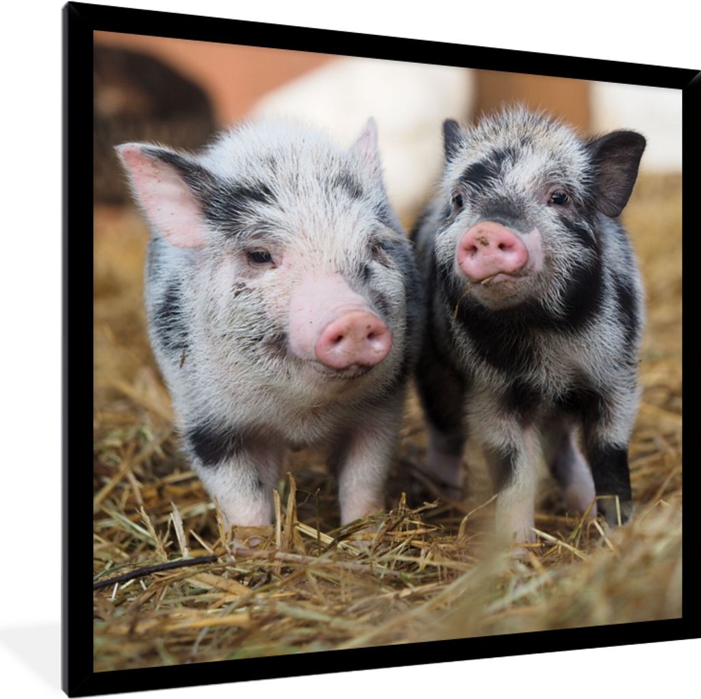 MuchoWow Gerahmtes Poster Schwein - Tiere - Ferkel 40x40 cm - Poster mit Schwarzem Bilderrahmen Wandposter Rahmen Foto Bilder - Mit Rahmen - Wand...