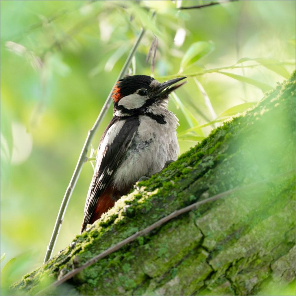 Wallario Magnet für Kühlschrank / Geschirrspüler, magnetisch haftende Folie - 60 x 60 cm, Motiv: Specht im grünen Versteck
