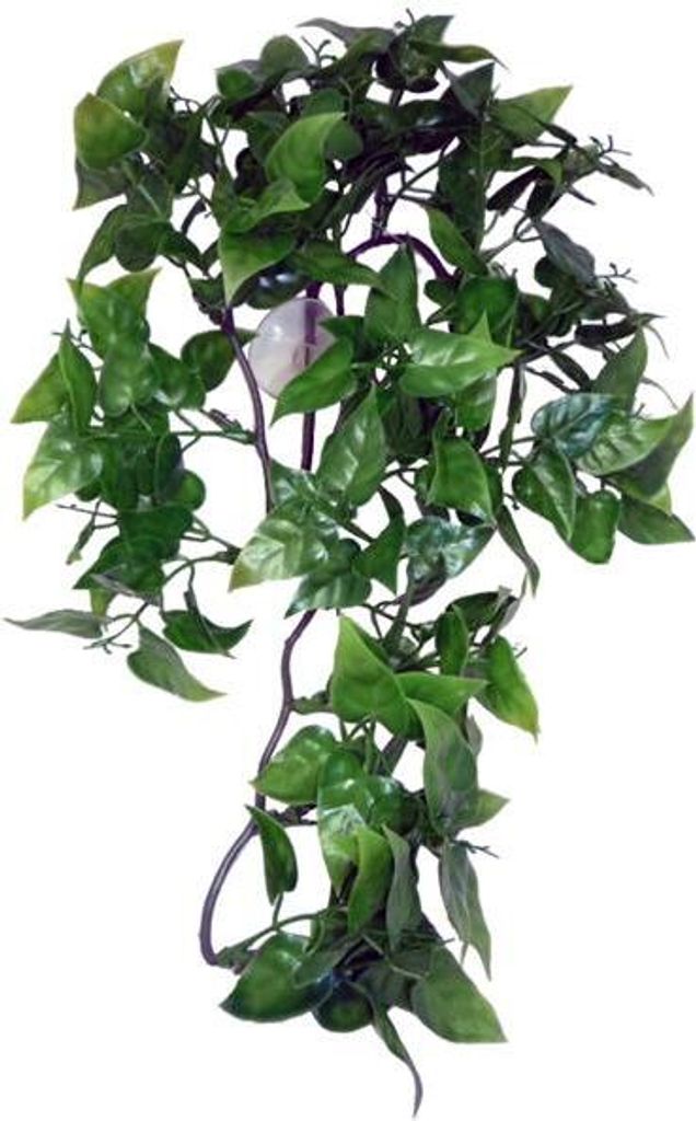 Komodo Philodendron Plant