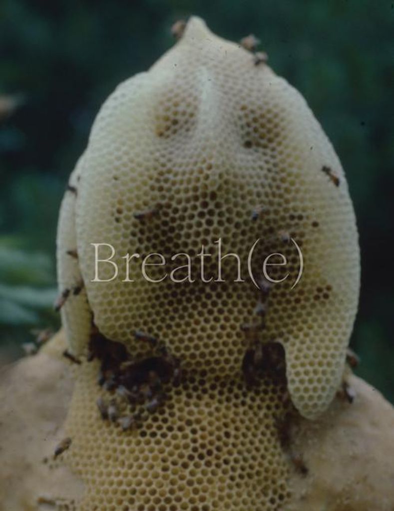 Breathe Toward Climate Social Justichb – Lingua: Inglese