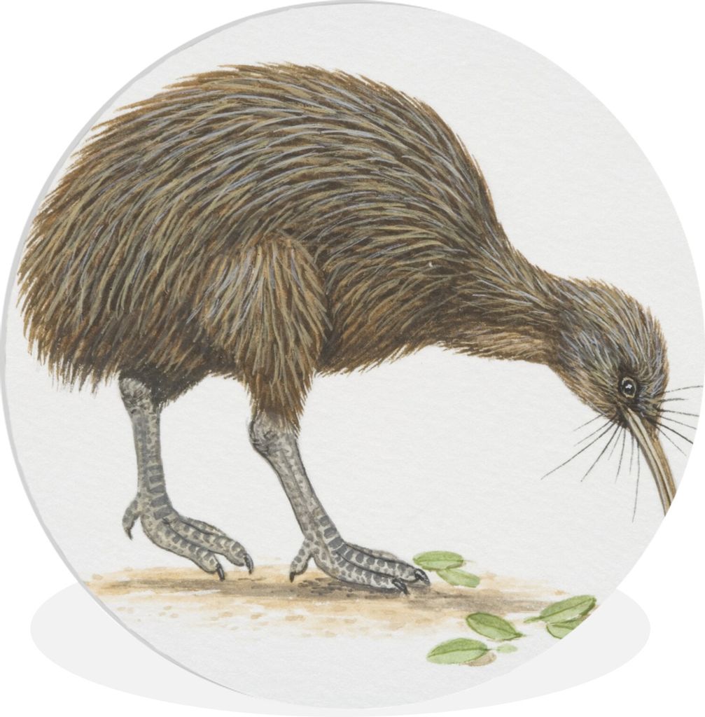 MuchoWow Rundes Wandbild - Runde Bilder Illustration eines Kiwi-Vogels, der Blätter frisst Ø 90 cm Kreis Wanddekoration Kunststoff - Wandkreis ...