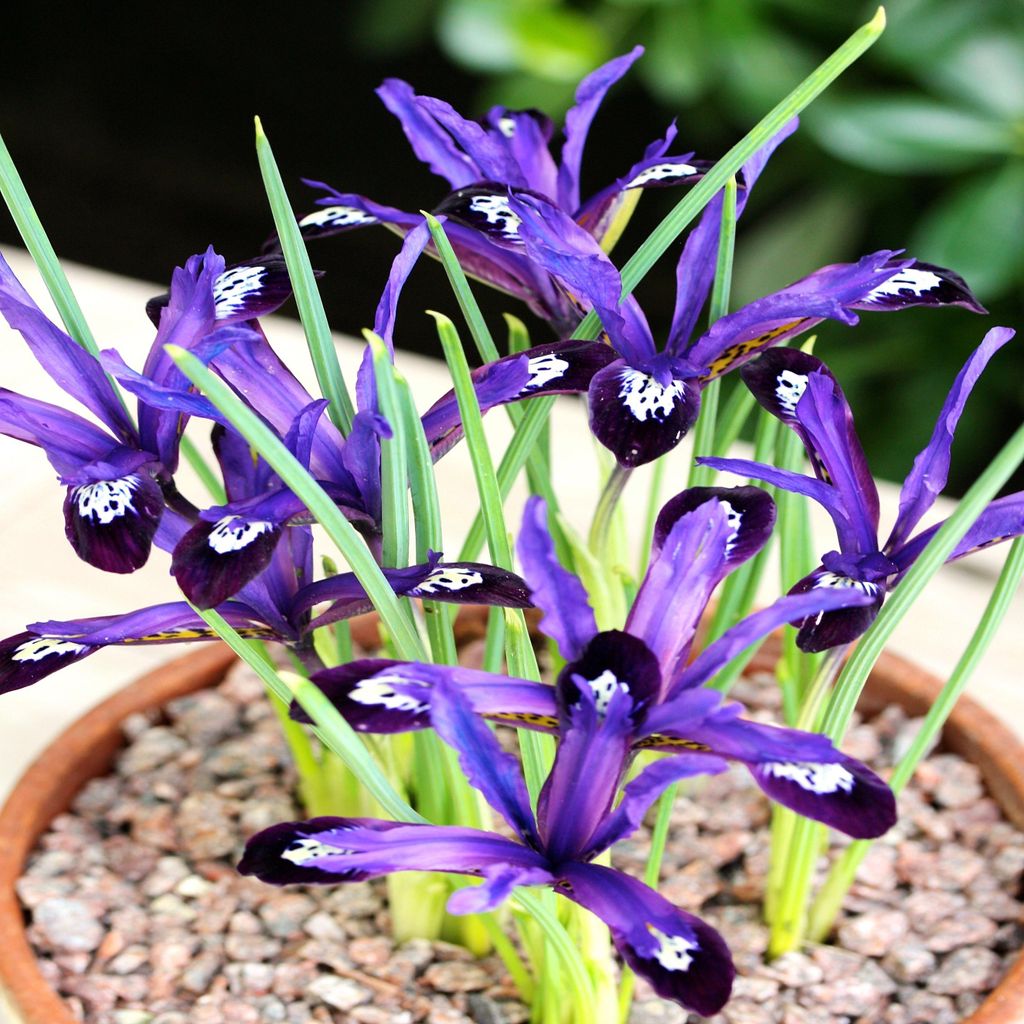 Iris Reticulata - Blue Note iris 10 pcs. Bulbes d'iris Image du produit 