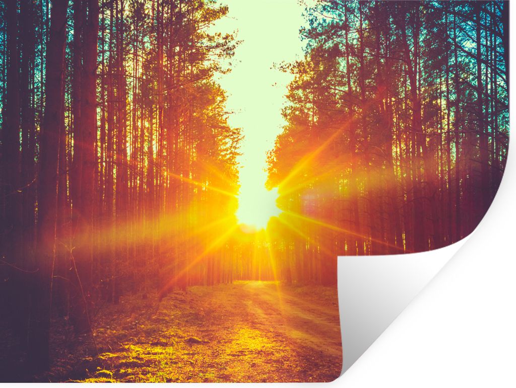 MuchoWow Wandtattoo Wandsticker Wandaufkleber Sonnenuntergang - Bäume - Wald - Natur 160x120 cm Selbstklebend und Repositionierbar - Selbstklebe...