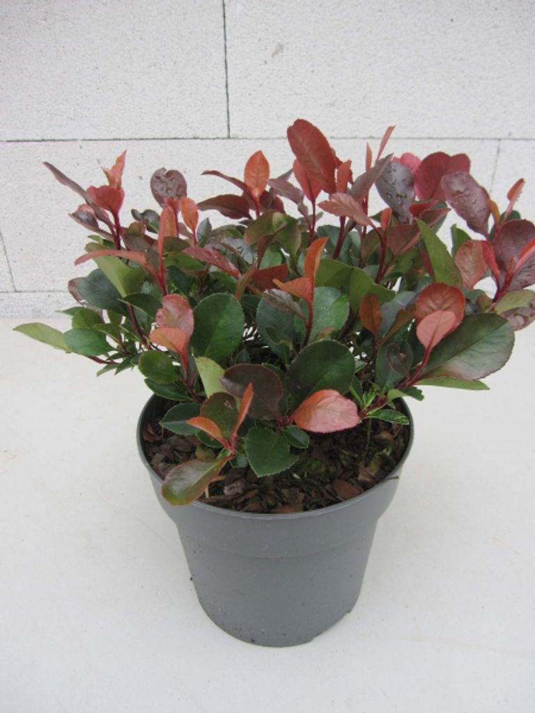 Glanzmispel Little Fenna - Photinia fraseri Little Fenna - 25-30cm